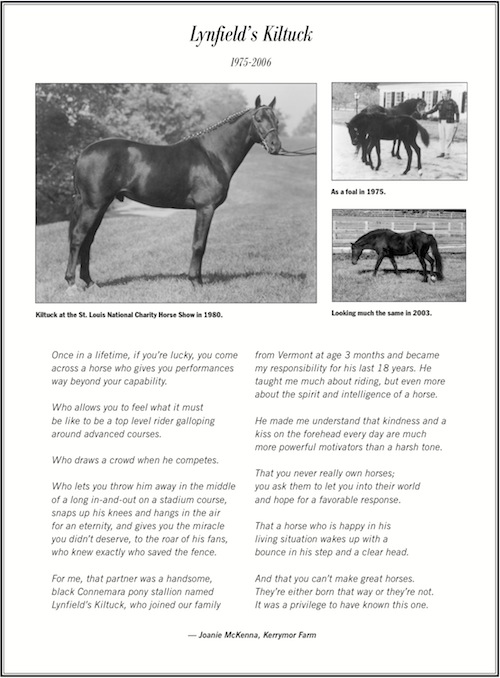 Lynfields Kiltuck, a black Connemara stallion