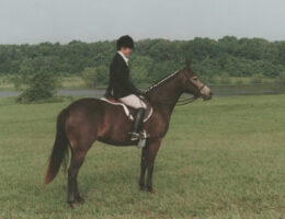 Kerrymor's Littlest Angel at a dressage show in 1998 at Bridlespur.