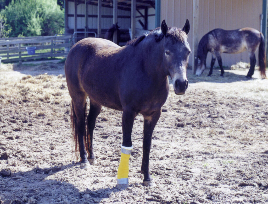 Angel recovers in 2003 following bone chip surgery.