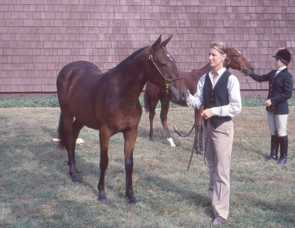 Lynfields Ardara as a yearling in 1978 at the St. Louis National Charity Horse Show.