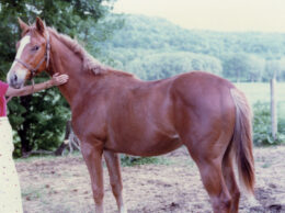 Seven Times Royal as a yearling in 1980.