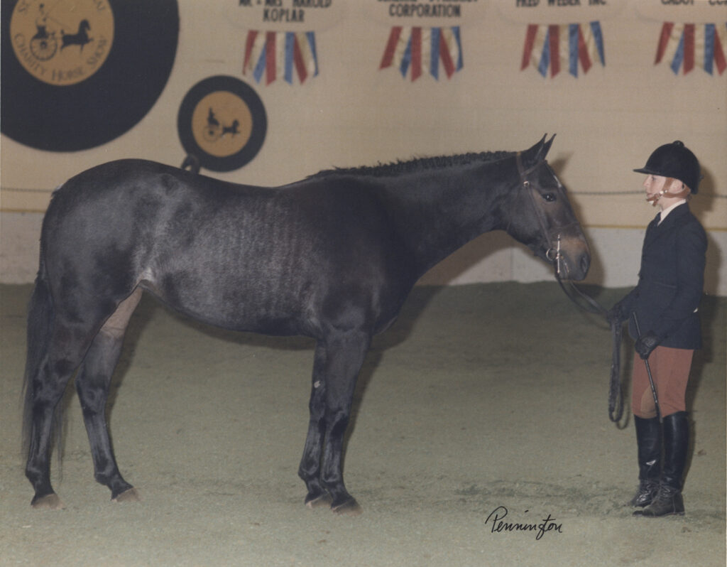 Kerrymors Autumn Hope and Terry McKenna in 1984 at the St. Louis National Charity Horse Show