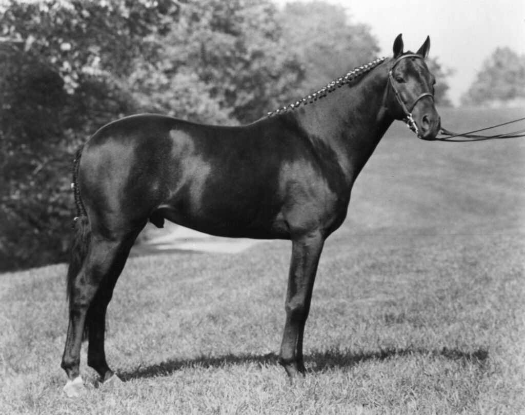 Lynfields Kiltuck, a black Connemara stallion, poses in 1981 at the St Louis National Charity Horse Show.