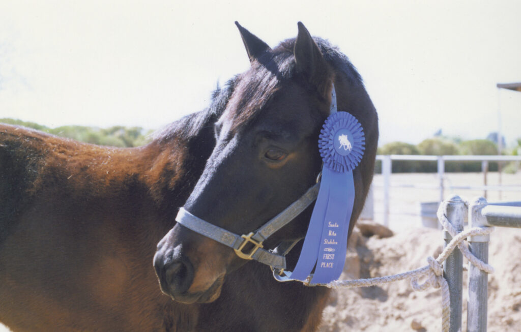 Lynfields Kiltuck, a black Connemara pony stallion, shows off his winning ribbon from a Santa Rita combined training event in 1990.