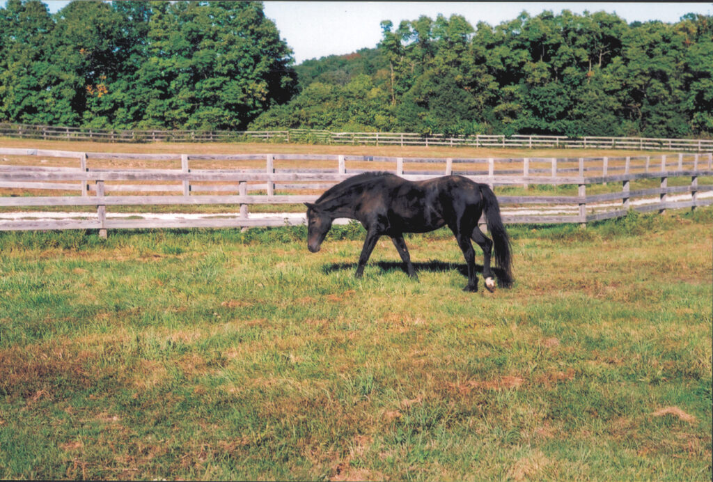 Lynfields Kiltuck, a black Connemara stallion, walks in his field in his late 20s in 2003.