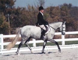 Kerrymor's Darby O'Gill competes in dressage in May 2000.