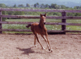 Tower Hill's Megan as a foal in 1980.