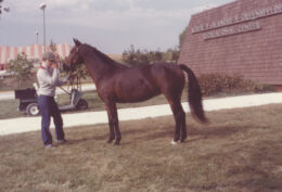 Round Robin's Easter Bonnet in 1978 at the St. Louis National Charity Horse Show.