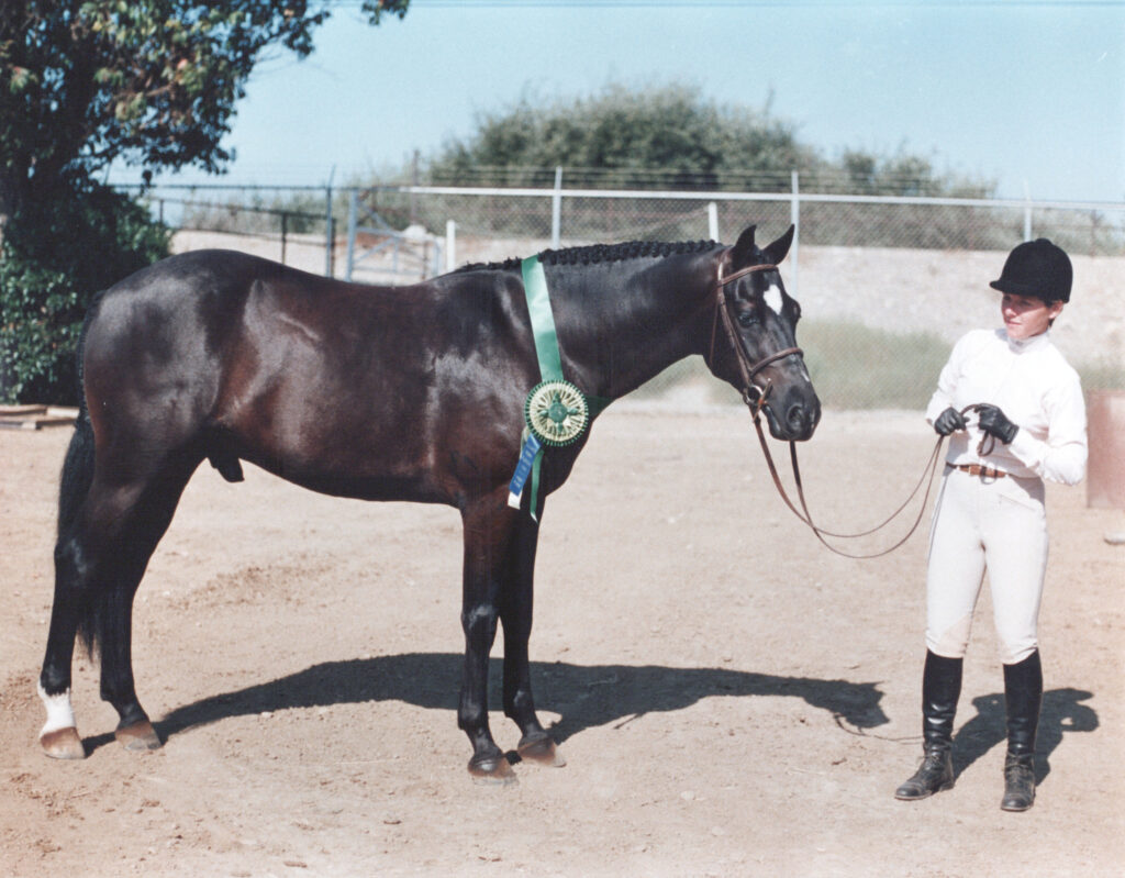 Kerrymor's Spotlight as grand champion in conformation in 1986 at the West Coast Connemara Show.