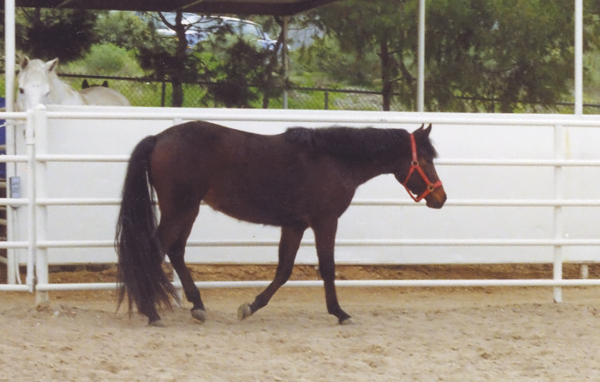 Heaven's Ridge Star of Hope at age 3 in 1994.