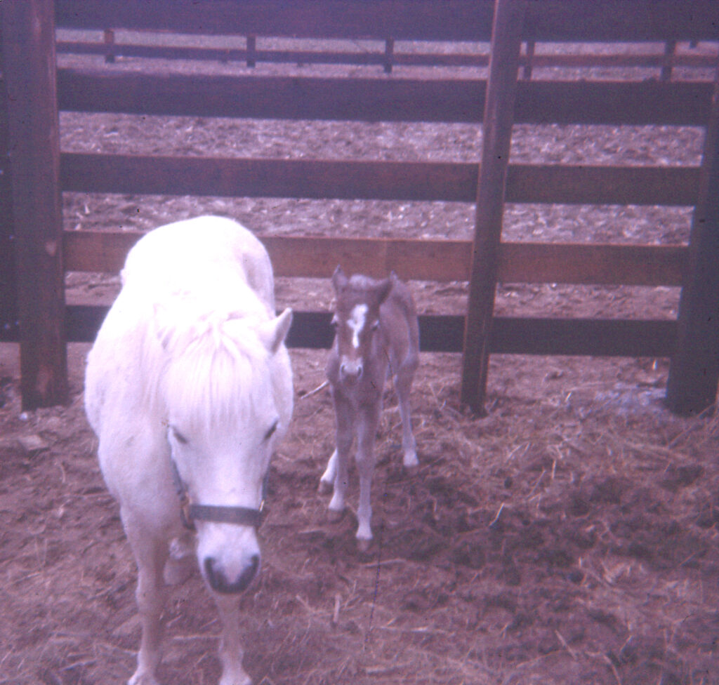 Dolly the pony in 1978 with newborn foal Surprise.