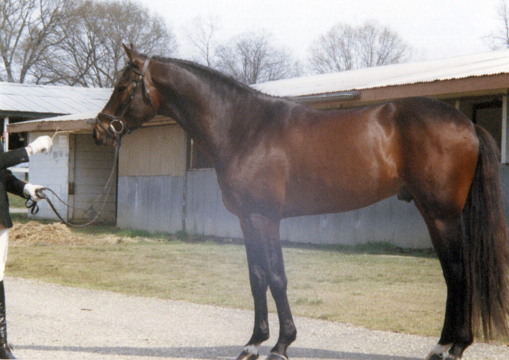 Kerrymor Finbarr in the late 1980s.