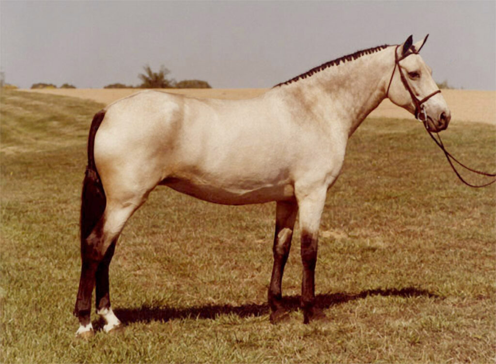 Kerry Gold in 1980 at the St. Louis National Charity Horse Show.