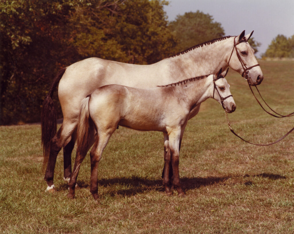 Kerry Gold with Kerrymor's Texas Gold in 1980 at the St. Louis National Charity Horse Show.