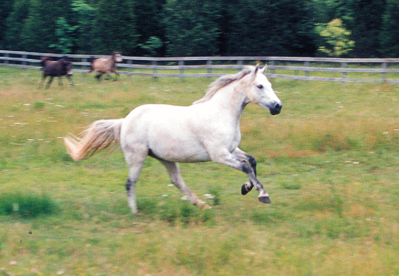 Kerrymor's Darby O'Gill runs through a pasture in 2003.