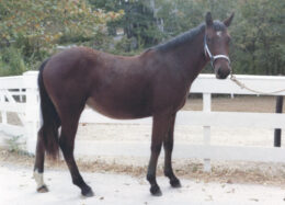 Kerrymor's Morning Mist poses at age 2 in 1980.