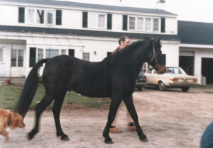 Connemara stallion *Texas Hope with Jim Bailey in 1975 at Lynfields Farm in Vermont.