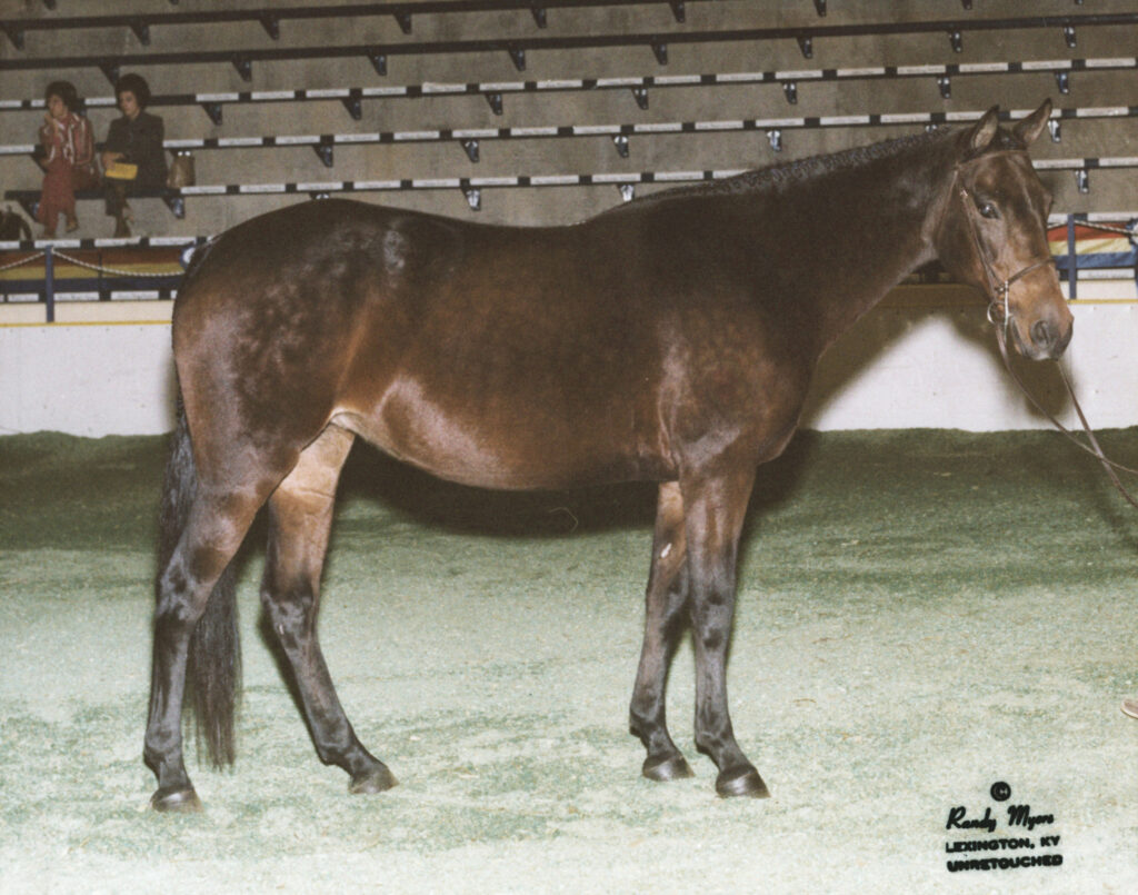 Hideaway Bay in 1981 at the St. Louis National Charity Horse Show.