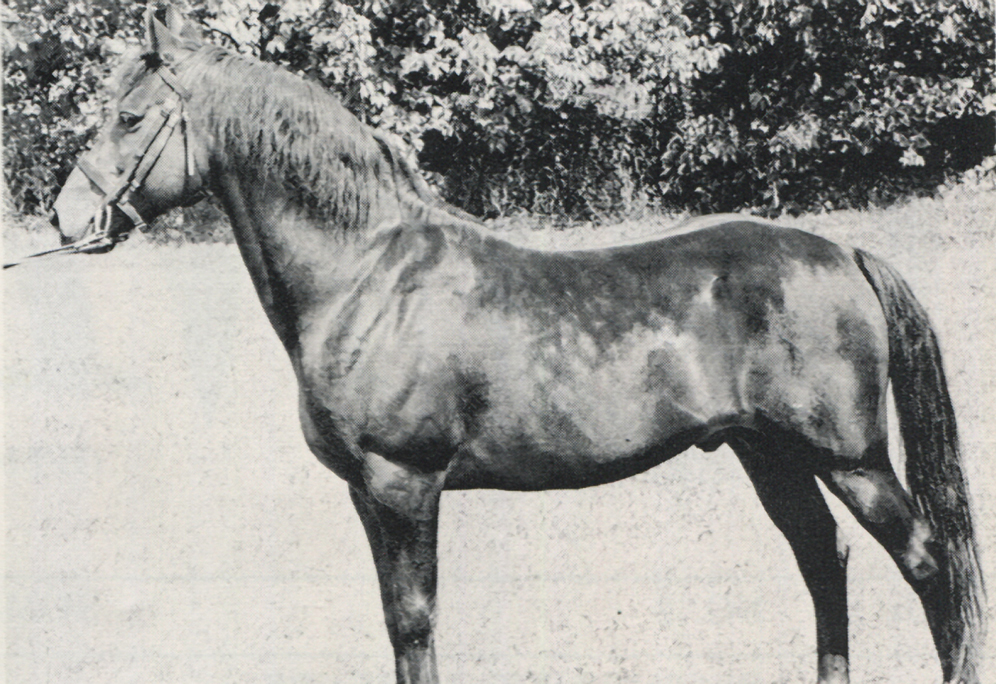 *Camlin Cinco, Connemara stallion