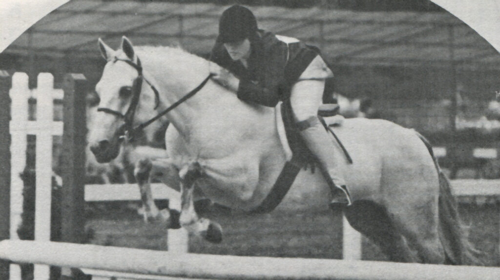 *Blagdon Silver Gilt, an English stallion imported to the US by Hideaway Farm, sired eight foals before being gelded and competing successfully in hunters. He died at age 12 in 1976.