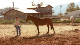 Marian Molthan, MD, with Camus John's Gladiator, who lived at Foxglove Farm in this paddock in the mid-1980s. He had one foal for Doc, Foxglove Oscar Wild, out of Paula, a wild mustang, in 1987. Paula lived with Gladiator in this enclosure. Not sure who the white Connemara is in the photo. Gladiator was born in 1964 and would have been in his 20s in this photo.