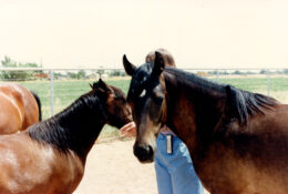 An unidentified pony and Erin's Tullamore Dew (1986, out of Oak Hills Indecision by Spring Ledge Irish Whiskey) with owner Marian Molthan, MD, at Foxglove Farm in Laveen, Arizona in the late 1980s. Molly Brown, as she was called, went to Heaven's Ridge Farm in the Phoenix area. She had at least three foals.
