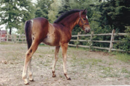 Ledgewood's Rebel Star, 1998, out of Heaven's Ridge Mistykil Sunset. The sire is a mystery at the moment. He likely was Kathy Manyo's stallion, Pony Hollow Winter Rebel (given Rebel Star's name). The colt was sold to the Mandaus in South Carolina. (Photo by Kathy Manyo)