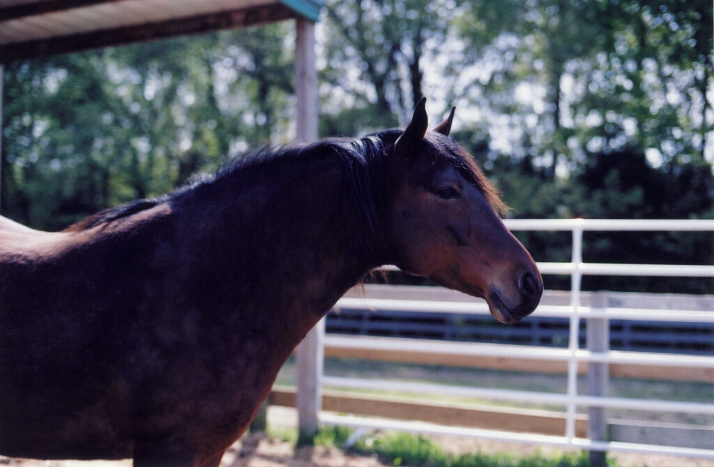 Kerrymor's Robin Hood at Kerrymor Farm in the early 2000s.
