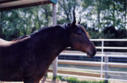 Kerrymor's Robin Hood at Kerrymor Farm in the early 2000s.