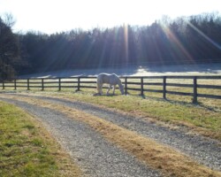 Kerrymor's Darby O'Gill at age 24 in 2020 at Kerrymor Farm.
