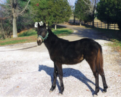 Kerrymor's Littlest Angel as a foal in 1994. Kerrymor's Littlest Angel as a foal in 1994.