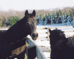 Kerrymor's Littlest Angel hangs out with Lynfields Kiltuck in November 2004. Kerrymor's Littlest Angel hangs out with Lynfields Kiltuck in November 2004.
