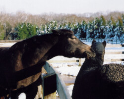 Kerrymor's Littlest Angel grooms Lynfields Kiltuck in November 2004. Kerrymor's Littlest Angel grooms Lynfields Kiltuck in November 2004.