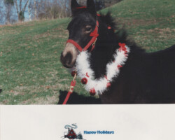 Kerrymor's Littlest Angel for for a Christmas card in 1994. Kerrymor's Littlest Angel for for a Christmas card in 1994.