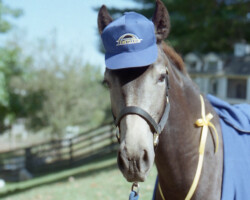 Kerrymor's Littlest Angel dressed as a Rams coach in 1996. Kerrymor's Littlest Angel dressed as a Rams coach in 1996.