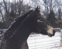 Kerrymor's Littlest Angel plays in the snow in 2004. Kerrymor's Littlest Angel plays in the snow in 2004.