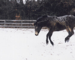Kerrymor's Littlest Angel plays in the snow in 2004. Kerrymor's Littlest Angel plays in the snow in 2004.