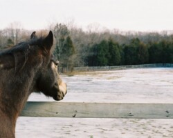 Kerrymor's Littlest Angel in 2004. Kerrymor's Littlest Angel in 2004.