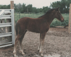Rebecca Star as a foal in 1986. Rebecca Star as a foal in 1986.