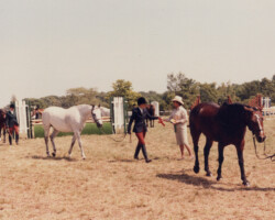 Gilnocky Carousel with Elizabeth Hodge at a horse show in the early 1980s at the Bridlespur Hunt Club. Gilnocky Carousel with Elizabeth Hodge at a horse show in the early 1980s at the Bridlespur Hunt Club.