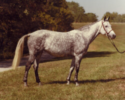 Gilnocky Carousel in 1981 at the St Louis National Charity Horse Show. Gilnocky Carousel in 1981 at the St Louis National Charity Horse Show.