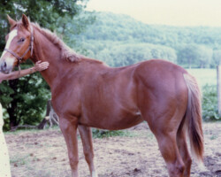 Seven Times Royal as a yearling in 1980. Seven Times Royal as a yearling in 1980.