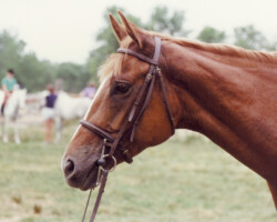Seven Times Royal at a show in 1982. Seven Times Royal at a show in 1982.