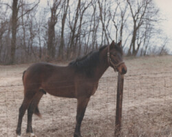 Kerrymor Finbarr around 1987. Kerrymor Finbarr around 1987.