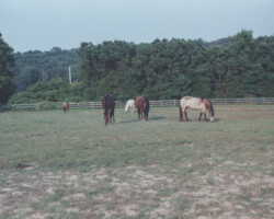 Foxglove's Gold Dust and her friends in the early 2000s.