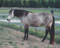 Foxglove's Gold Dust in the early 2000s.