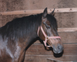 Hideaway Bay as new mom in a stall in 1985. Hideaway Bay as new mom in a stall in 1985.