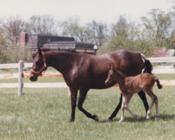 Hideaway Bay with Kerrymor Finbarr right after he was born in 1985.