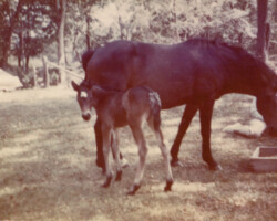 Kerrymor's Autumn Hope as a foal with Round Robin's Easter Bonnet in 1976. Kerrymor's Autumn Hope as a foal with Round Robin's Easter Bonnet in 1976.