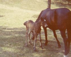 Kerrymor's Autumn Hope as a foal with Round Robin's Easter Bonnet in 1976.